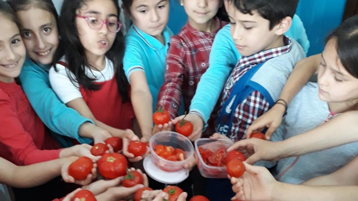 kırmızı domates günü (3-C)